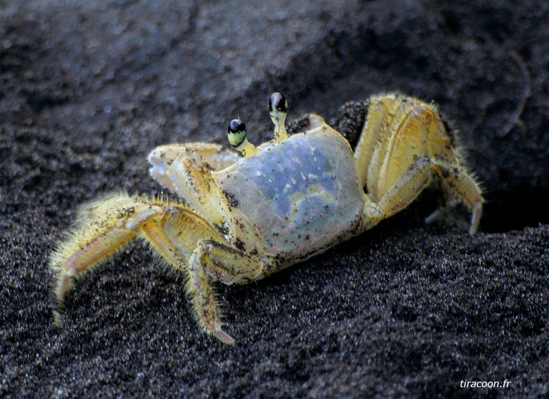 	Crabe mal Zoreille	