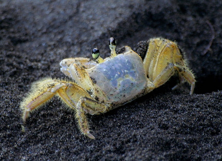 	Crabe mal Zoreille	