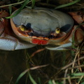 	Crabe de terre	