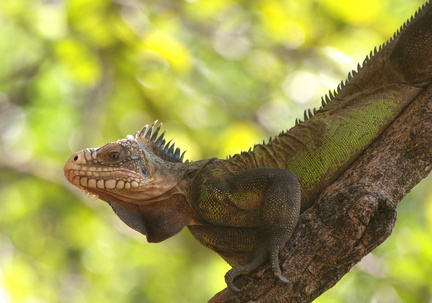 	Iguana delicatissima	
