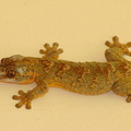	Thecadactylus rapicauda	
