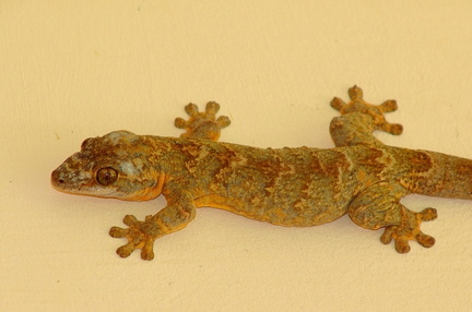 	Thecadactylus rapicauda	