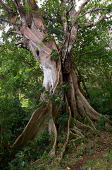 	Ficus	