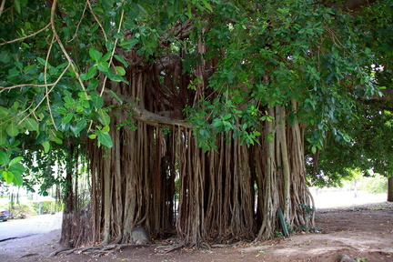 	Ficus benghalensis	