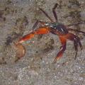 	Crabe	
