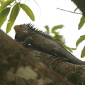 	Iguane des Petites Antilles	