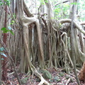 	Ficus sp.