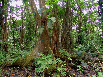 	Pterocarpus officinalis	