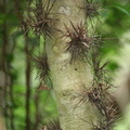 	Xylosma buxifolia