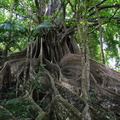 	Ficus nymphaeifolia	