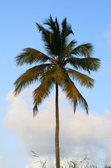 	Cocos nucifera
