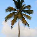 	Cocos nucifera