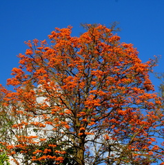 	Erythrina variegata	