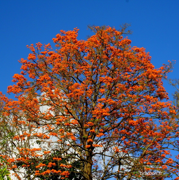 	Erythrina variegata	