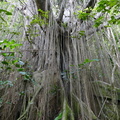 	Ficus sp.	