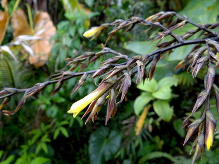 Glomeropitcairnia penduliflora