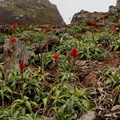 Pitcairnia bifrons