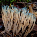 	Ramaria cyanocephala	