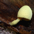 	Leucocoprinus birnbaumii	