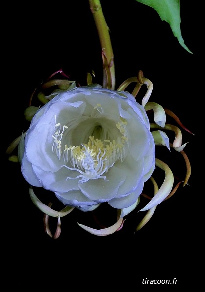 	Epiphyllum oxypetalum