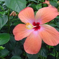 	Hibiscus rosa-sinensis