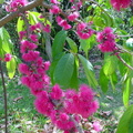 	Syzygium malaccense	