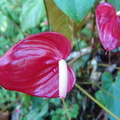 	Anthurium andreanum		