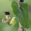 	Aristolochia rugosa