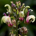 	Lobelia guadeloupensis