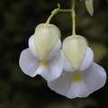 	Utricularia alpina	