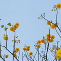 	Cochlospermum vitifolium