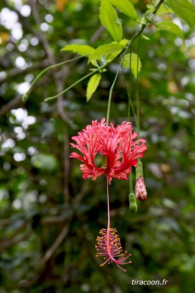 	Hibiscus schizopetalus