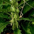	Hippobroma longiflora