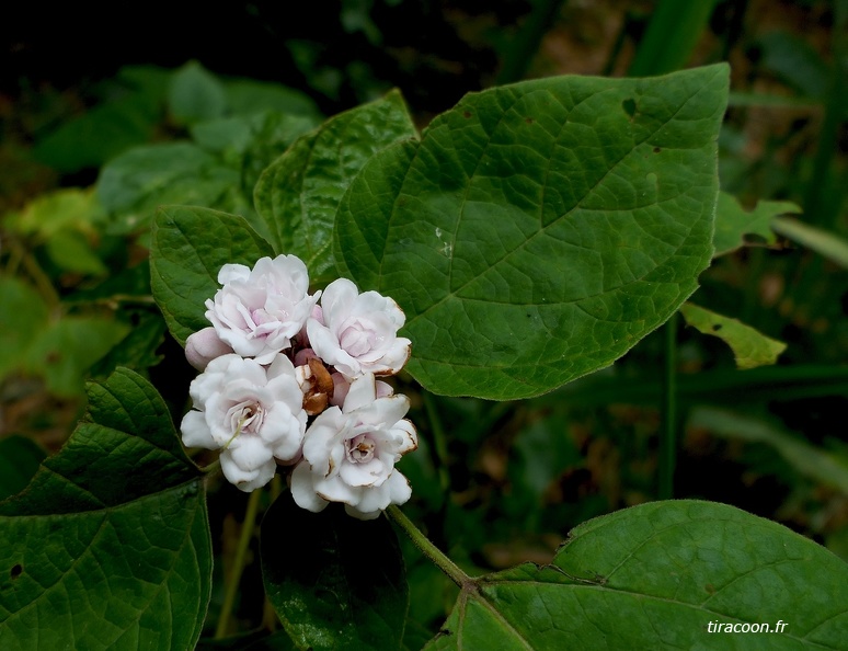 	Clerodendrum chinense