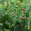 	Opuntia ficus-indica