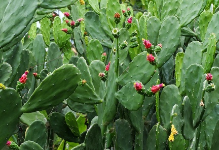 	Opuntia ficus-indica