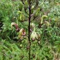 	Lobelia guadeloupensis