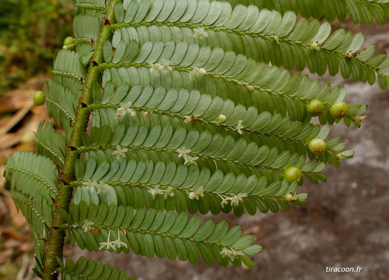 	Phyllanthus mimosoides	