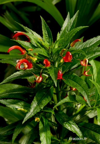 	Lobelia persicifolia