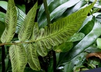 Athyriaceae