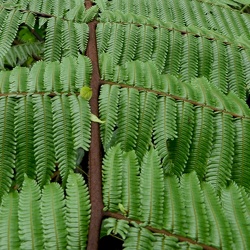 Cyatheaceae