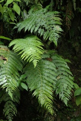 Cyathea grandifolia