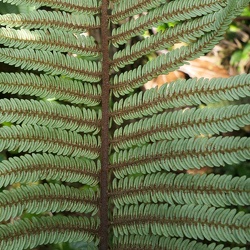 Cyatheaceae