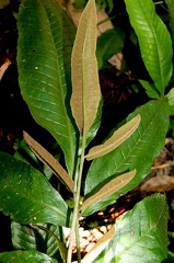 Mickelia nicotianifolia