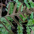 	Bolbitis portoricensis