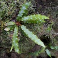 	Elaphoglossum plumieri