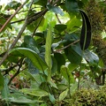 	Elaphoglossum scandens