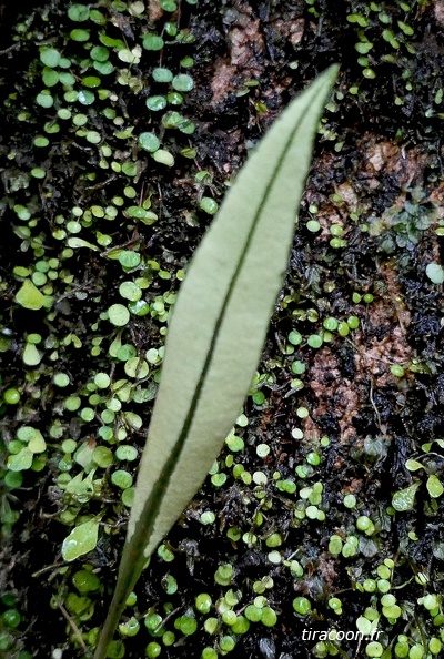 	Elaphoglossum flaccidum