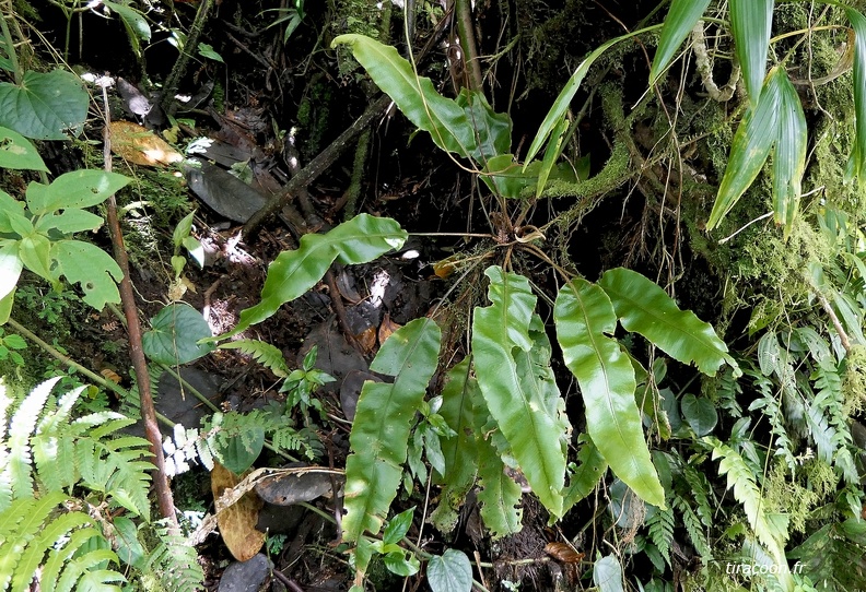 	Elaphoglossum boryanum