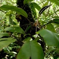 	Elaphoglossum boryanum